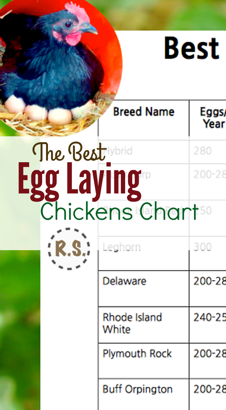 chicken breed egg production chart